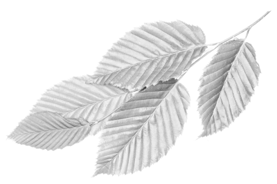 elm tree leaves
