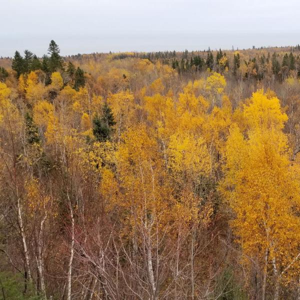 Fall foliage landscape, outlook over poplar trees