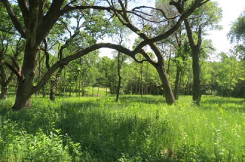 oak savanna restoration project after