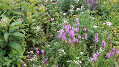 Blazing star flowers in a perennial garden