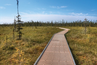 A path through Big Bog State Park