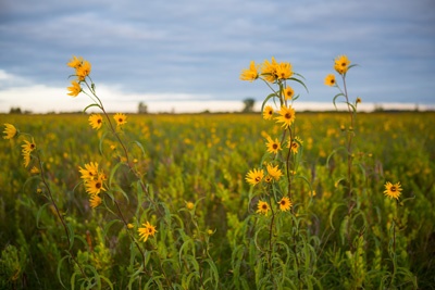 Glacial Ridge National Wildlife Refuge, home of a prairie restoration project