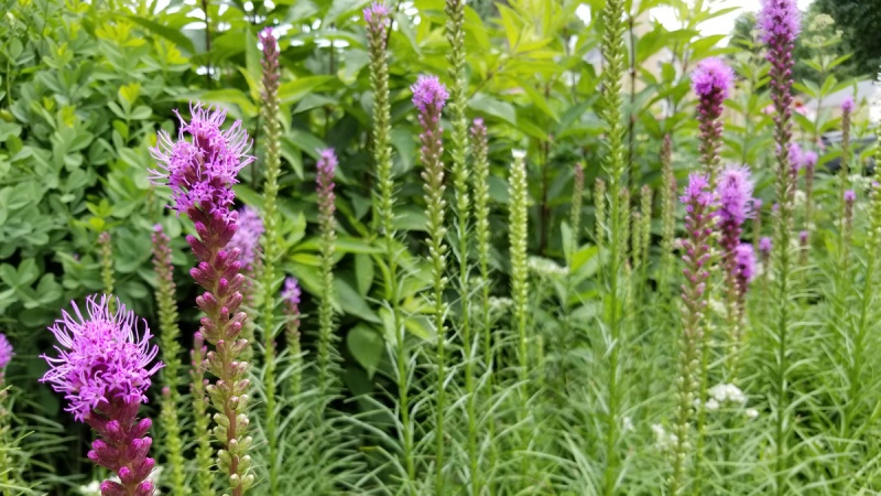 Blazing star flowers in a garden