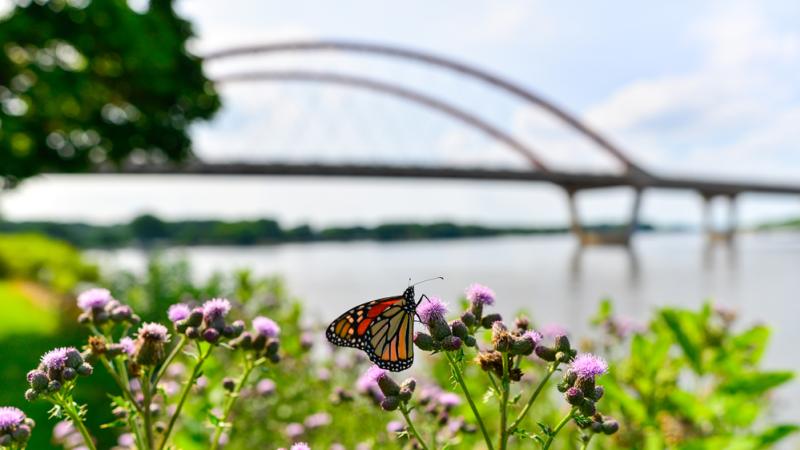 Butterfly at the edge of the Mississippi River in Hastings