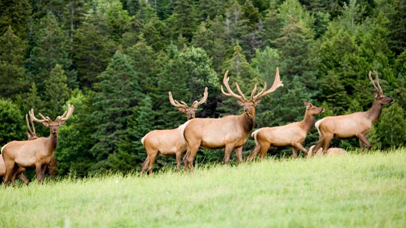 Elk herd