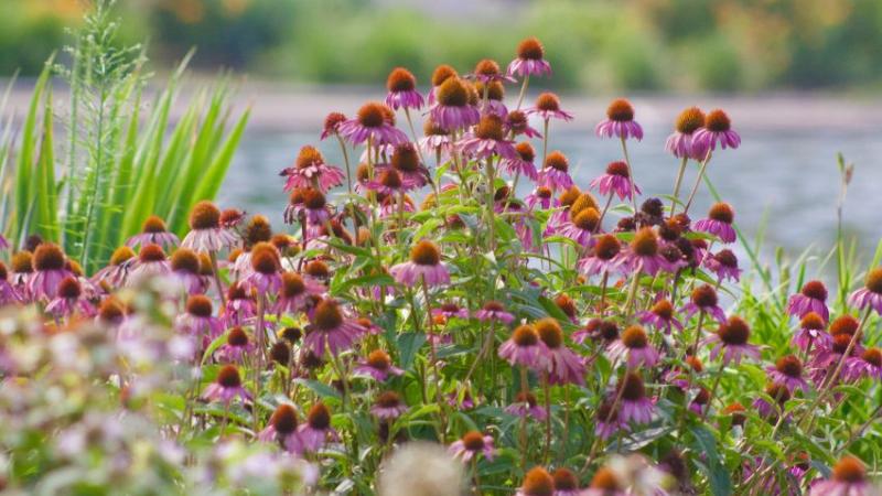 Native prairie plants and flowers