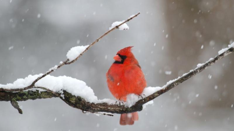 A bright red cardinal on a snowy branch