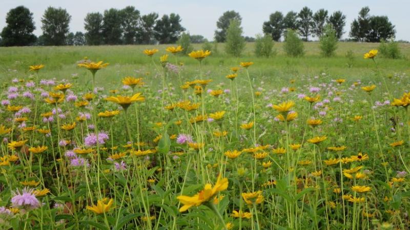 Native wildflowers grow in a field