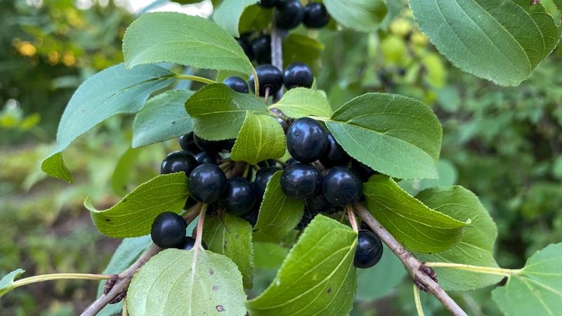 Invasive Common Buckthorn