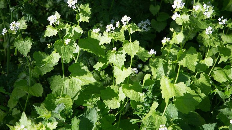 Invasive Garlic Mustard