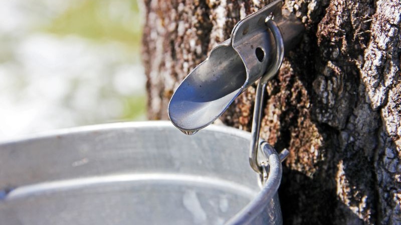 A bucket hangs from a Maple Tree to collect sap