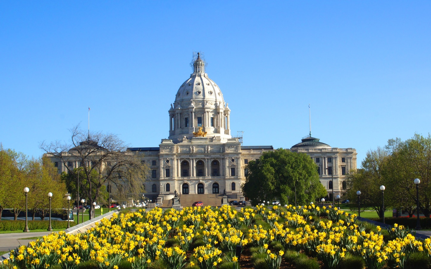 Saint Paul Capitol with daffodils blooming in foreground