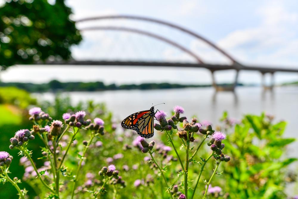 Butterfly at the edge of the Mississippi River in Hastings