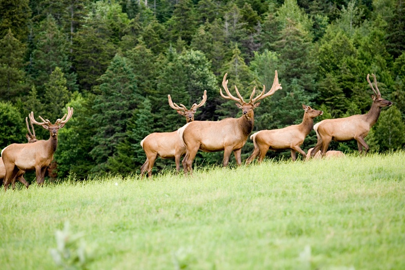 Elk herd