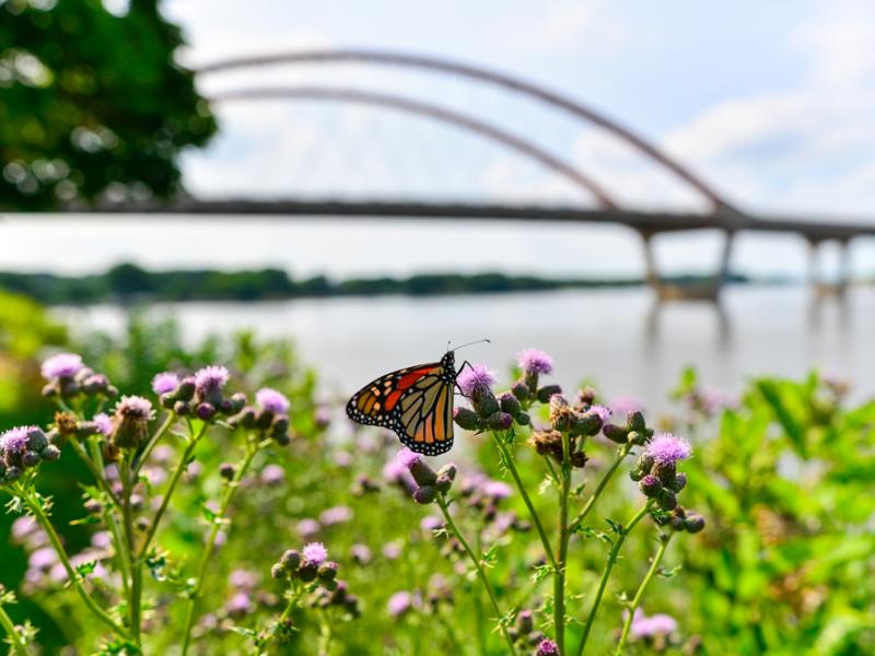 Butterfly at the edge of the Mississippi River in Hastings