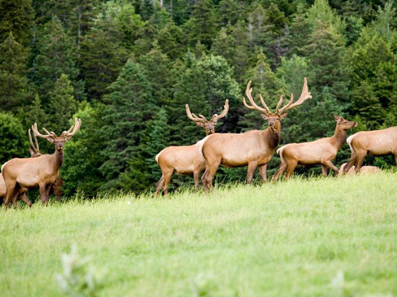 Elk herd